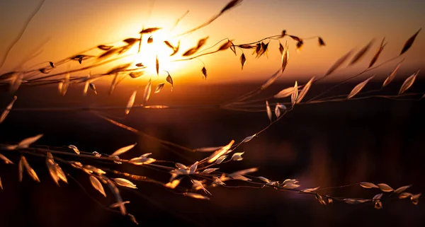 Wilde Weizenähren Auf Dem Feld Bei Sonnenuntergang Mit Der Sonne — Stockfoto