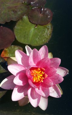 Pembe Su Zambağı Gölette Yüzüyor