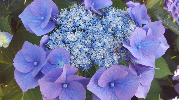 Hortensia Serrata Blauwe Vogel Bloem — Stockfoto