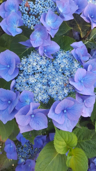 Hortensia Serrata Blauwe Vogel Bloem — Stockfoto