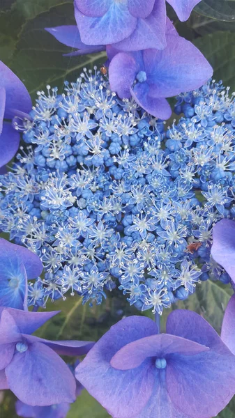 Hortensia Serrata Blauwe Vogel Bloem — Stockfoto