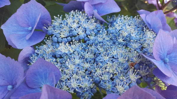 Hortensia Serrata Fleur Oiseau Bleu — Photo