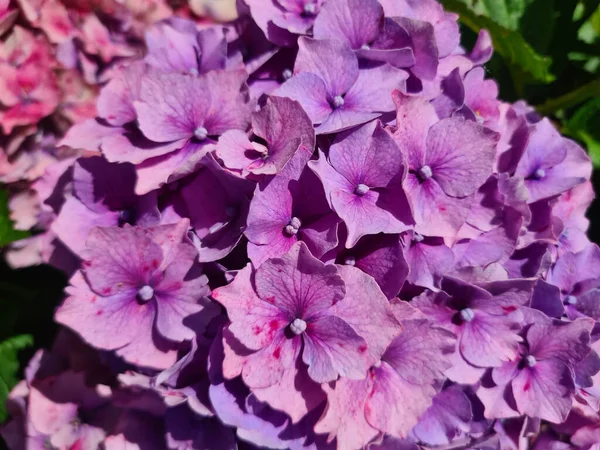 Hortensia Rose Macrophylla Fleur Fleurs — Photo