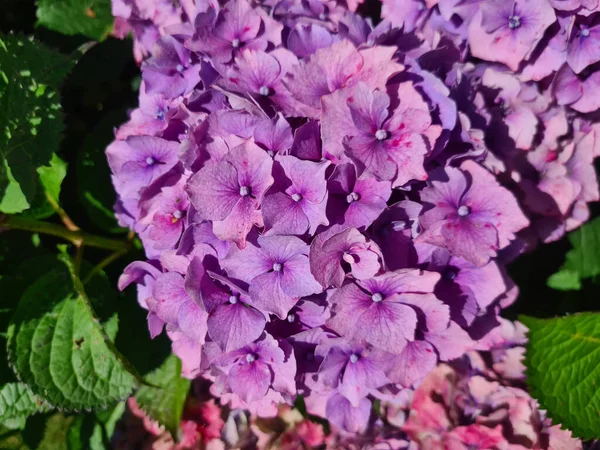 Hortensia Rose Macrophylla Fleur Fleurs — Photo