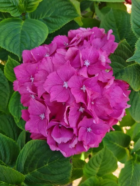 Ροζ Ορτανσία Μακρόφυλλα Ανθοφόρο Λουλούδι — Φωτογραφία Αρχείου