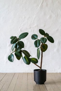 Saksıyı ficus ağaç ayakta beyaz tuğla duvar arka plan, kopya alanı katında ile