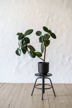 Saksıyı ficus ağaç ayakta beyaz tuğla duvar arka plan, kopya alanı katında ile