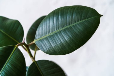 kapalı duran bir pot yakın çekim yeşil ficus
