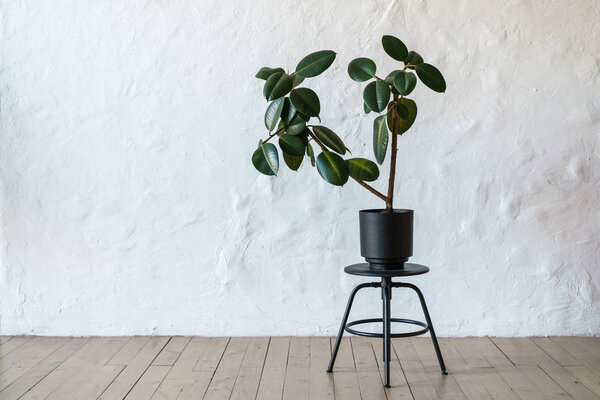 Flower pot with ficus tree standing on floor at white brick wall background, copy space