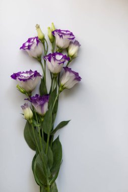 Beyaz arka planda pembe çiçekler. Düz döşeme, üst görünüm çiçek arka plan.