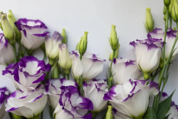 Beyaz arka planda pembe çiçekler. Düz döşeme, üst görünüm çiçek arka plan.