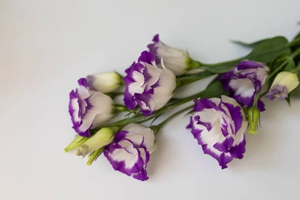 Ροζ λουλούδια σε λευκό φόντο. Flat Lay, κορυφή όψη floral φόντο. — Φωτογραφία Αρχείου