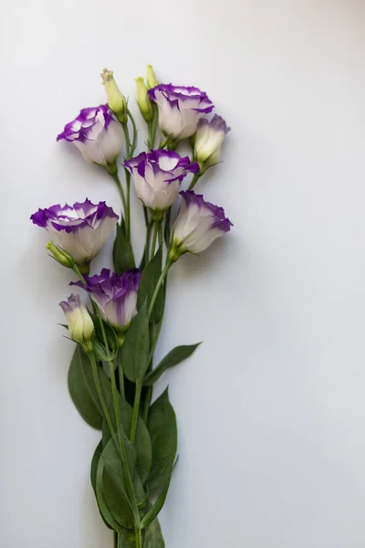 흰색 배경에 분홍색 꽃입니다. 플랫 레이, 탑 뷰 꽃 배경. 로열티 프리 스톡 사진