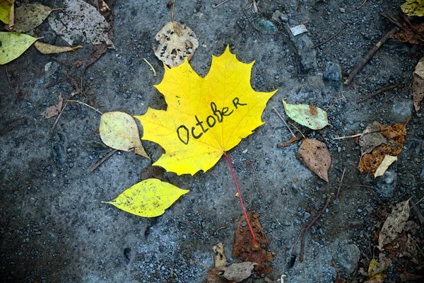 Piękny Jesienny Żółty Liść Klonu Szarej Ziemi — Zdjęcie stockowe