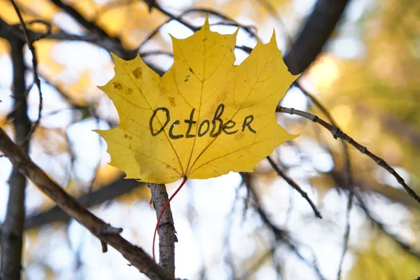 Beautiful Autumn Yellow Maple Leaf Tree — Stock Photo, Image