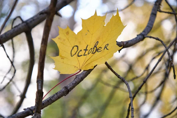 Hermosa Hoja Arce Amarillo Otoño Árbol — Foto de Stock