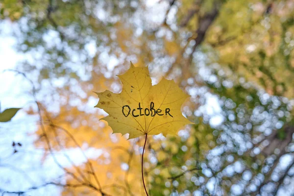 Hermosa Hoja Arce Amarillo Otoño Árbol — Foto de Stock