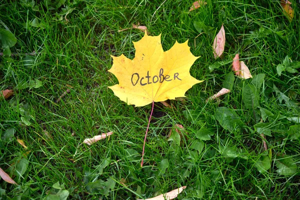 Piękny Jesień Żółty Liść Klonu Zielonej Trawie — Zdjęcie stockowe