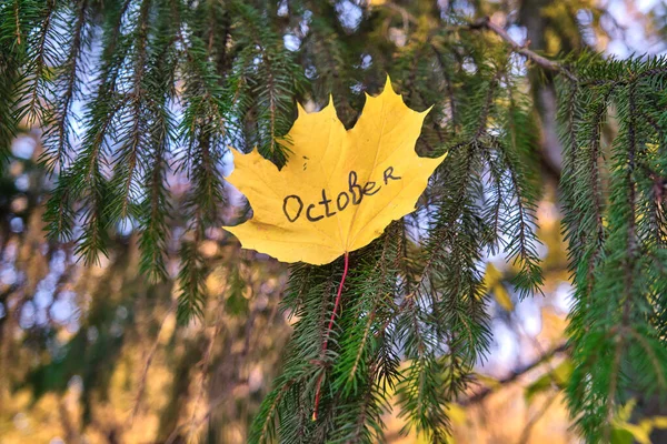 Beautiful Autumn Yellow Maple Leaf Spruce Tree — Stock Photo, Image