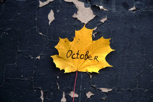 Красивый Осенний Желтый Кленовый Лист Перед Черной Стеной — стоковое фото