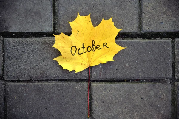 Schönes Herbstgelbes Ahornblatt Auf Grauem Fliesenboden — Stockfoto