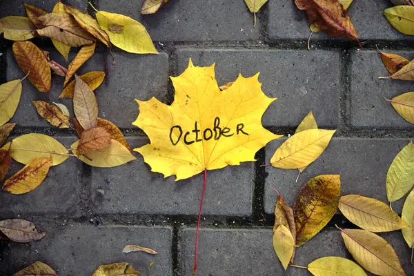 Beautiful Autumn Yellow Maple Leaf Grey Tile Ground — Stock Photo, Image