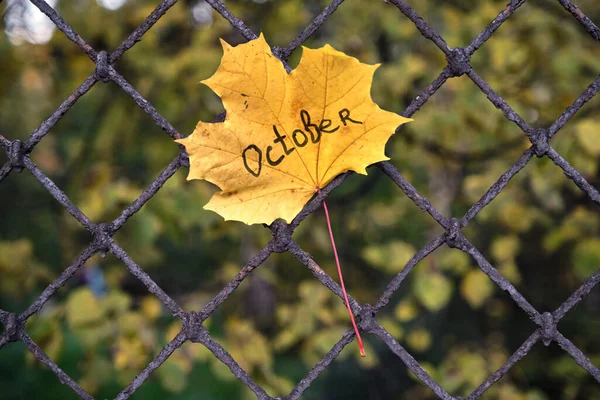 Beautiful Autumn Yellow Maple Leaf Front Old Fence — Stock Photo, Image