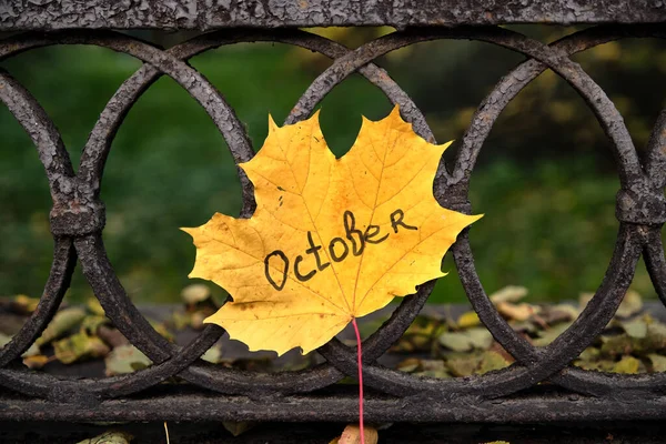 Piękny Jesienny Żółty Liść Klonu Przed Starym Ogrodzeniem — Zdjęcie stockowe
