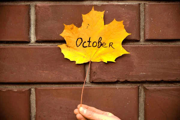 Красивый Осенний Желтый Кленовый Лист Руке Перед Кирпичной Стеной — стоковое фото