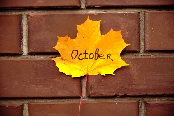 Beautiful Autumn Yellow Maple Leaf Hand Front Brick Wall — Stock Photo, Image