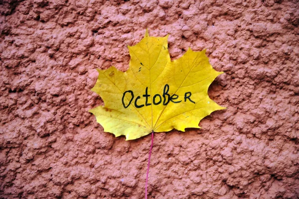 Schöne Herbst Gelb Ahornblatt Auf Rotem Hintergrund — Stockfoto