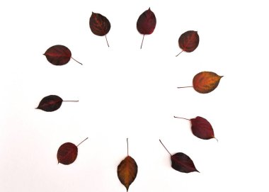 Beyaz arkaplanda sonbahar büyük ve küçük renkli yapraklar