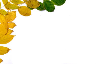 Beyaz arkaplanda sonbahar büyük ve küçük renkli yapraklar