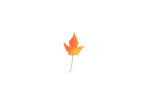 Beautiful and colourful leave isolated on white background — Stock Photo, Image