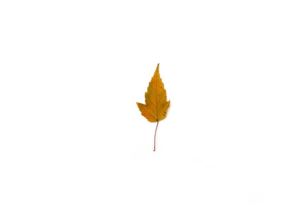 Vacker och färgglad blad isolerad på vit bakgrund — Stockfoto