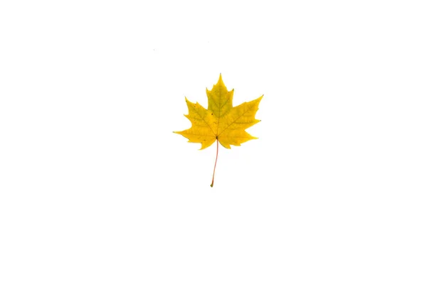 Bela licença de outono isolado no fundo branco — Fotografia de Stock