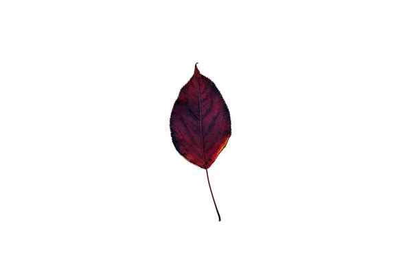 Schöne und bunte Blätter isoliert auf weißem Hintergrund — Stockfoto