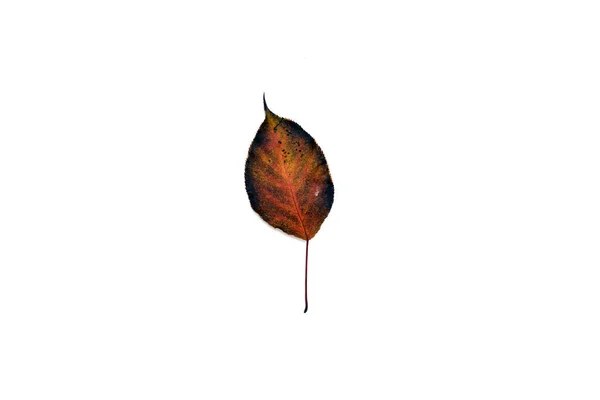 Beautiful and colourful leave isolated on white background — Stock Photo, Image