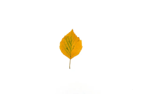 Bela licença de outono isolado no fundo branco — Fotografia de Stock