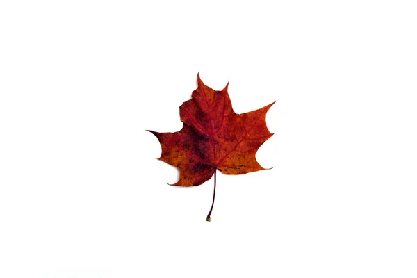 Hermoso otoño dejar aislado sobre fondo blanco — Foto de Stock