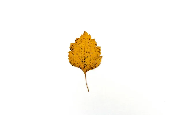 Hermoso otoño dejar aislado sobre fondo blanco —  Fotos de Stock