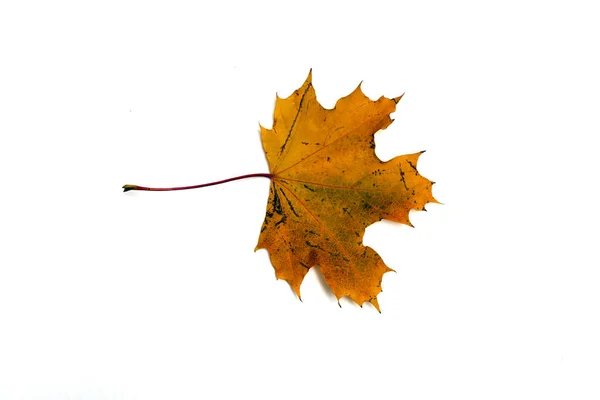 Hermoso otoño dejar aislado sobre fondo blanco — Foto de Stock