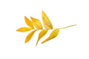 Beyaz arkaplanda yaprakları olan ağaç dalı