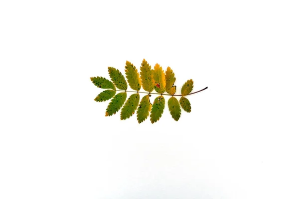 Branche d'arbre avec feuilles isolées sur fond blanc — Photo