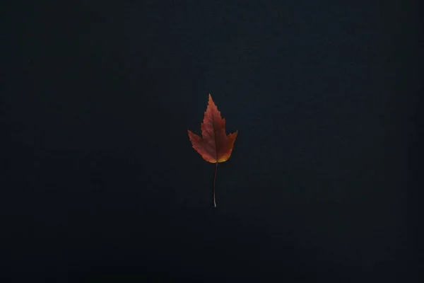 美しい秋は黒を背景に孤立し — ストック写真