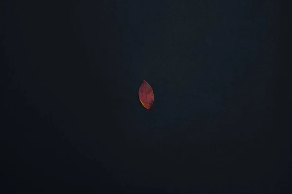 beautiful autumn leave isolated on black background