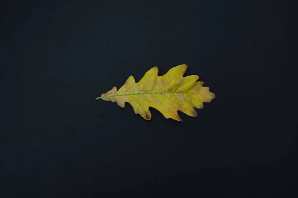 Beautiful autumn leave isolated on black background — Stock Photo, Image