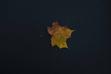 bir sonbahar izni siyah arkaplanda izole