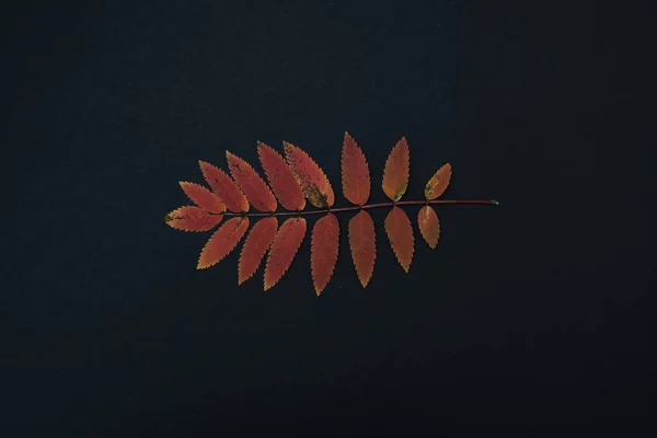 one autumn branch with leaves isolated on black background