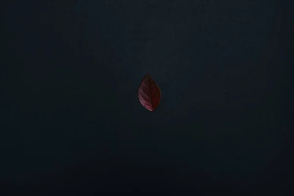 beautiful autumn leave isolated on black background